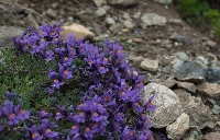 Linaria alpina ssp. alpina